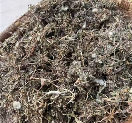 出售：纯前期野生蒲公英