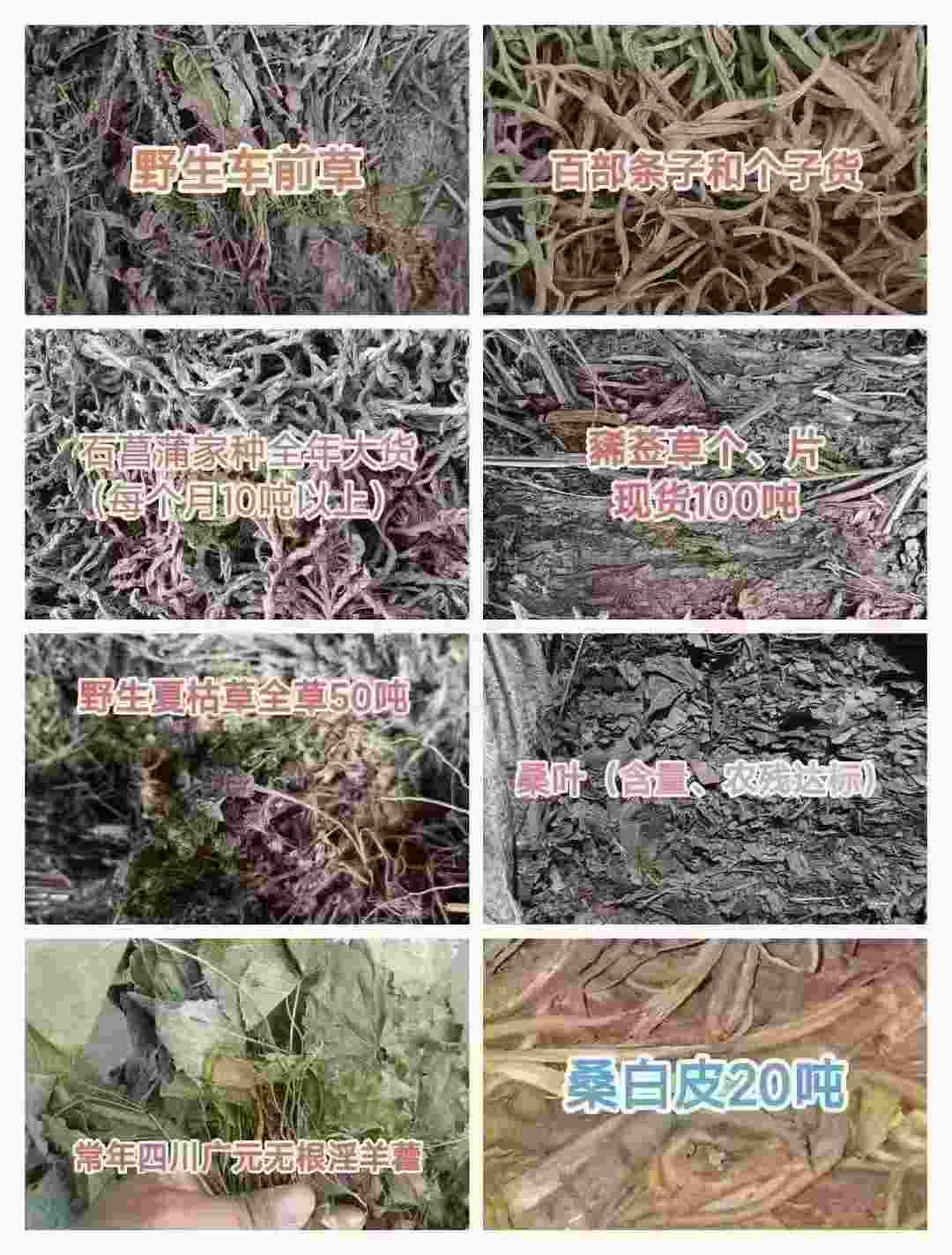 马鞭草、野生夏枯草、石菖蒲、金荞麦