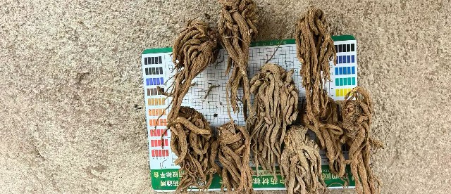 出售：云南当归个子（黑皮色）