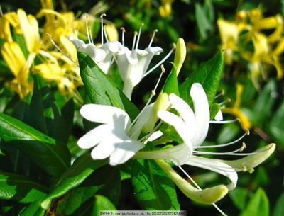 【金银花 丹参 山楂 蝉蜕】山东产地直供专营【一手货源.对接饮片厂.药厂】