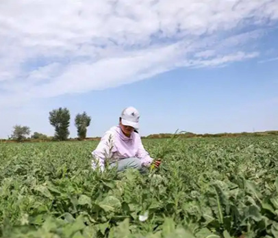 基地种植品种测试1